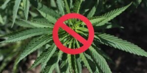Read more about the article Sudden Federal THC Ban Leaves Hemp Industry Reeling — What’s Next?